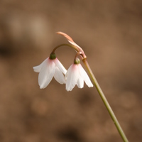 Acis autumnalis var. pulchella Photo: A. Hoog